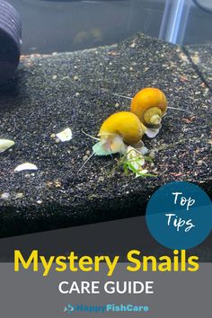 2 yellow mystery snails in a tank Mystery Snails Tank, Aquarium Snails Fish Tanks, Snail Tank Set Up, Aquarium Snails Freshwater