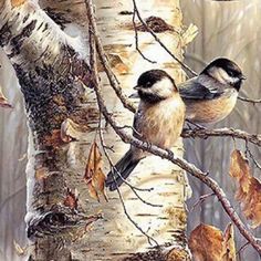 two birds are perched on the branches of a birch tree in autumn, one is black and white