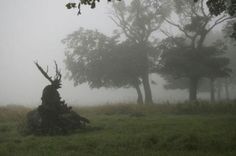 a tree stump in the middle of a foggy field with trees on either side