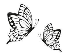 two butterflies flying side by side on a white background, one is black and the other is white