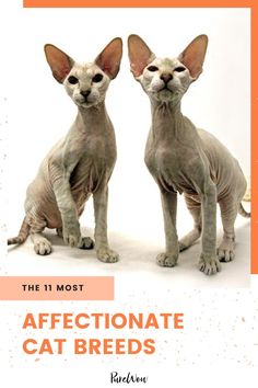 two hairless cats sitting next to each other with the caption, the 11 most affectionate cat breeds