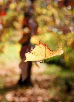 a leaf that is hanging from a tree