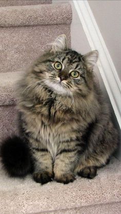 Fluffy Cat Breeds, Cute Puppies And Kittens, Image Chat, Siberian Cat, Cat Breed, Fluffy Cat, Cute Wild Animals