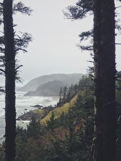 some trees and the ocean on a foggy day