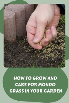 How To Grow And Care For Mondo Grass In Your Garden