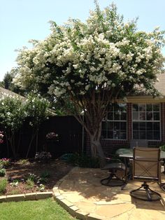 a tree with white flowers in the middle of a patio area next to a house