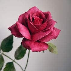 a single red rose with green leaves in a vase