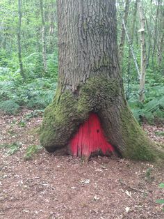 a tree trunk with a red door in the middle of it's bark and surrounded by trees