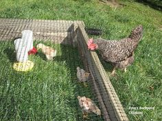 two chickens and one chicken in a cage on the grass