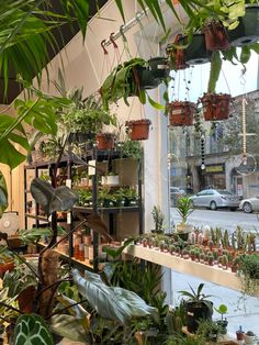 many potted plants sit in front of a window with cars parked on the street behind them