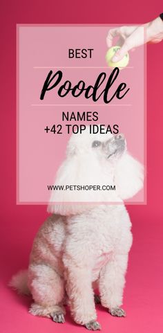 a poodle sitting on top of a pink background with the words best poodle name ideas