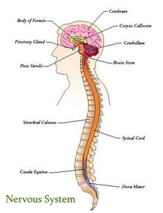 the anatomy of the head and neck, with labels on each part of the brain