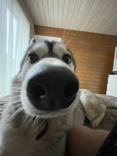 a close up of a dog on a bed