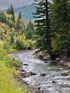 a river running through a lush green forest