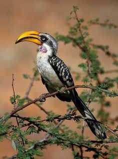 a bird with a yellow beak sitting on top of a tree branch in the wild