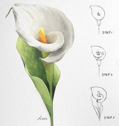 a drawing of a white flower with instructions on how to draw the petals and stamen