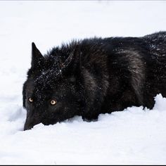 a black wolf is laying in the snow