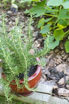 a potted plant sitting on top of a wooden table next to plants and dirt