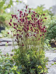 some very pretty red flowers in the grass