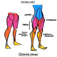 the muscles are labeled in different colors and sizes, including red, blue, yellow, pink