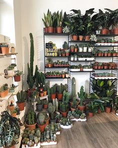 a room filled with lots of potted plants