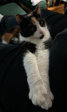 a black and white cat laying on top of a couch