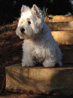 a small white dog sitting on some steps