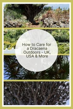 a tree with the words how to care for a dracaena outdoorss uk, usa and more