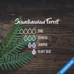 Witchy Oil Blends, Pine Essential Oil Blends, Diy Diffuser Blends, Scandinavian Forest, Essential Oils Herbs