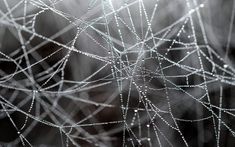 water droplets on the surface of a spider web