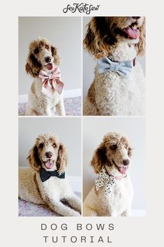 four different pictures of a dog wearing a bow tie