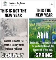 an advertisement for the new year with pictures of flowers and trees in snow - covered fields