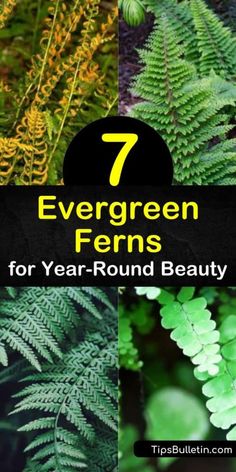 green ferns with the words 7 evergreen ferns for year round beauty in front of them