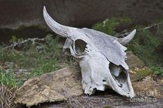 an animal skull is laying on the ground