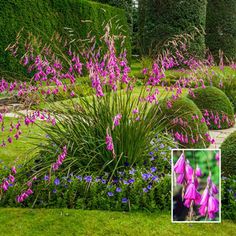 purple flowers in the middle of a garden