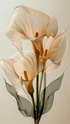 three white flowers with green leaves in a vase