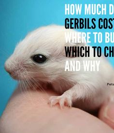 a person holding a small rodent in their hand with the caption how much do gerbils cost? where to buy which to choose and why