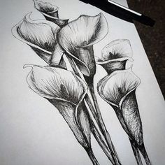 a pencil drawing of three flowers on paper