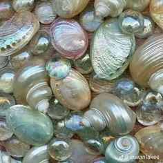 many different types of seashells are shown together in this image, including one shell