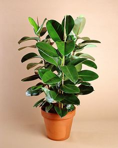 a potted plant with lots of green leaves