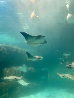 several fish swimming in the water near each other