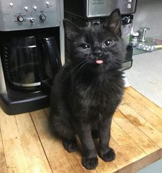 a black cat sitting on top of a wooden counter next to a toaster oven