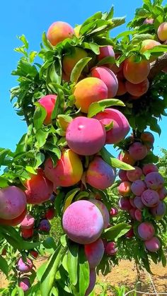 the fruit is growing on the tree and ready to be picked from it's branches