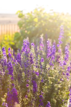 purple flowers are growing in a garden with sunlight shining through the trees and bushes behind them