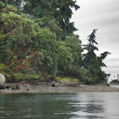 some birds are sitting on the rocks in the water by the shore and trees around them