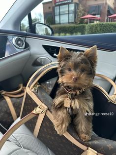 a small dog sitting in the back seat of a car with a bag on it's lap