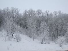 the trees are covered in snow and there is no image on this page to describe