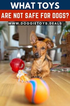 a small dog sitting on the floor next to two balls and a ball with an orange background