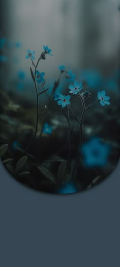 some blue flowers are in the middle of a blurry photo with an overcast sky behind them