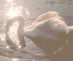 a swan is swimming in the water near the sun